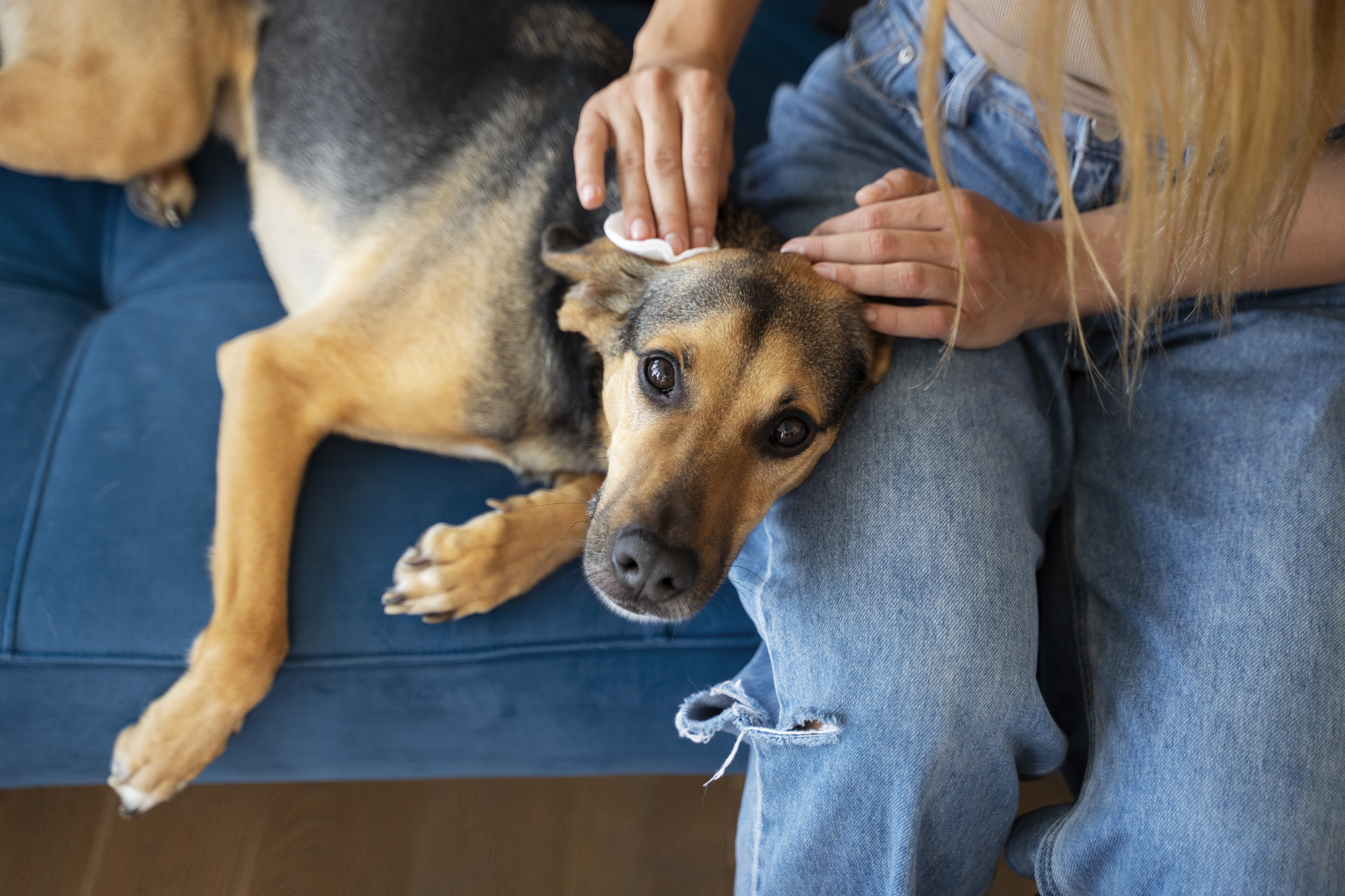 Flöhe bei Hund und Katze erkennen bekämpfen Tierarzt Paderborn