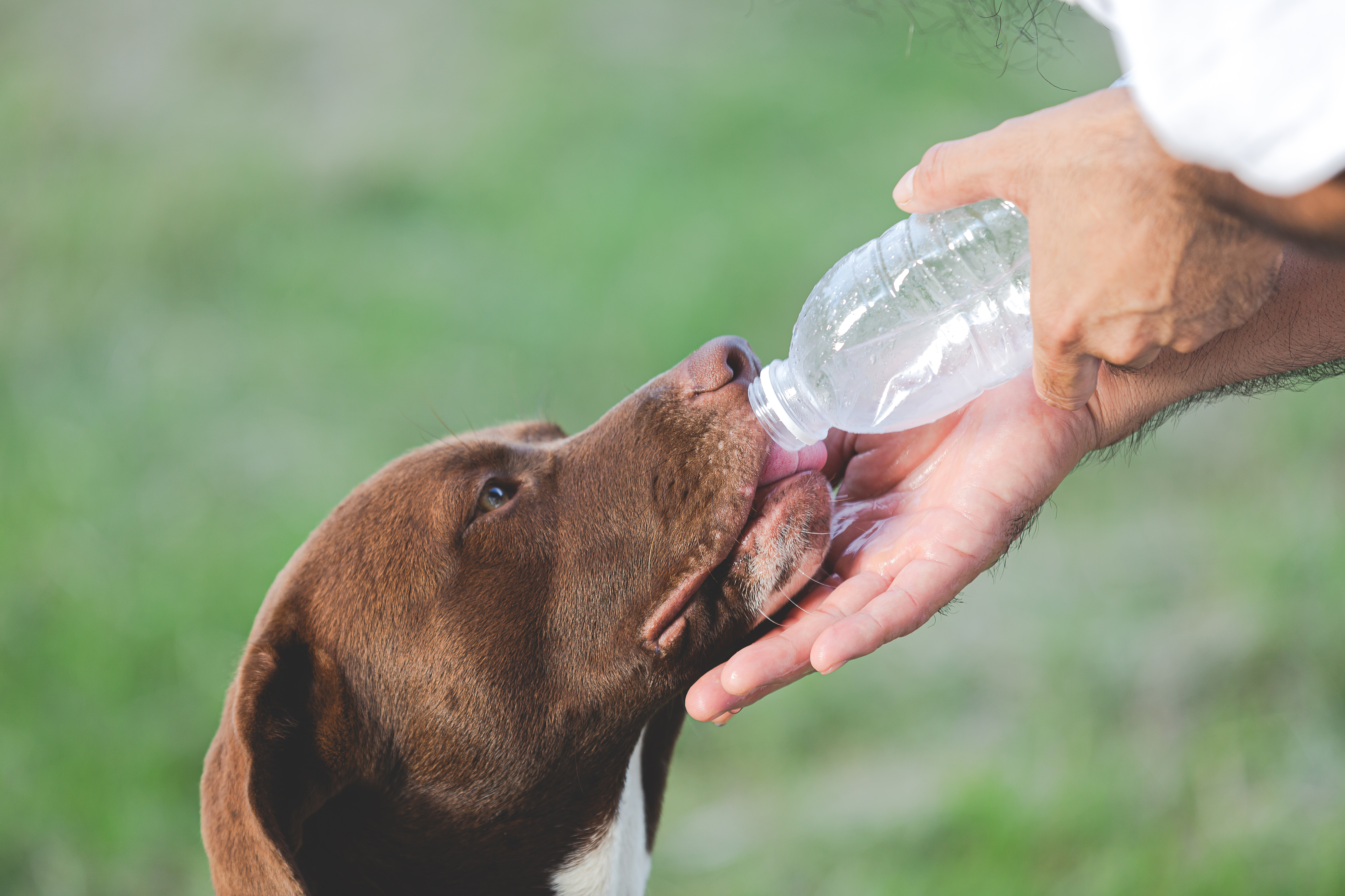 Hund trinkt viel Wasser Ursachen Tierarzt Paderborn