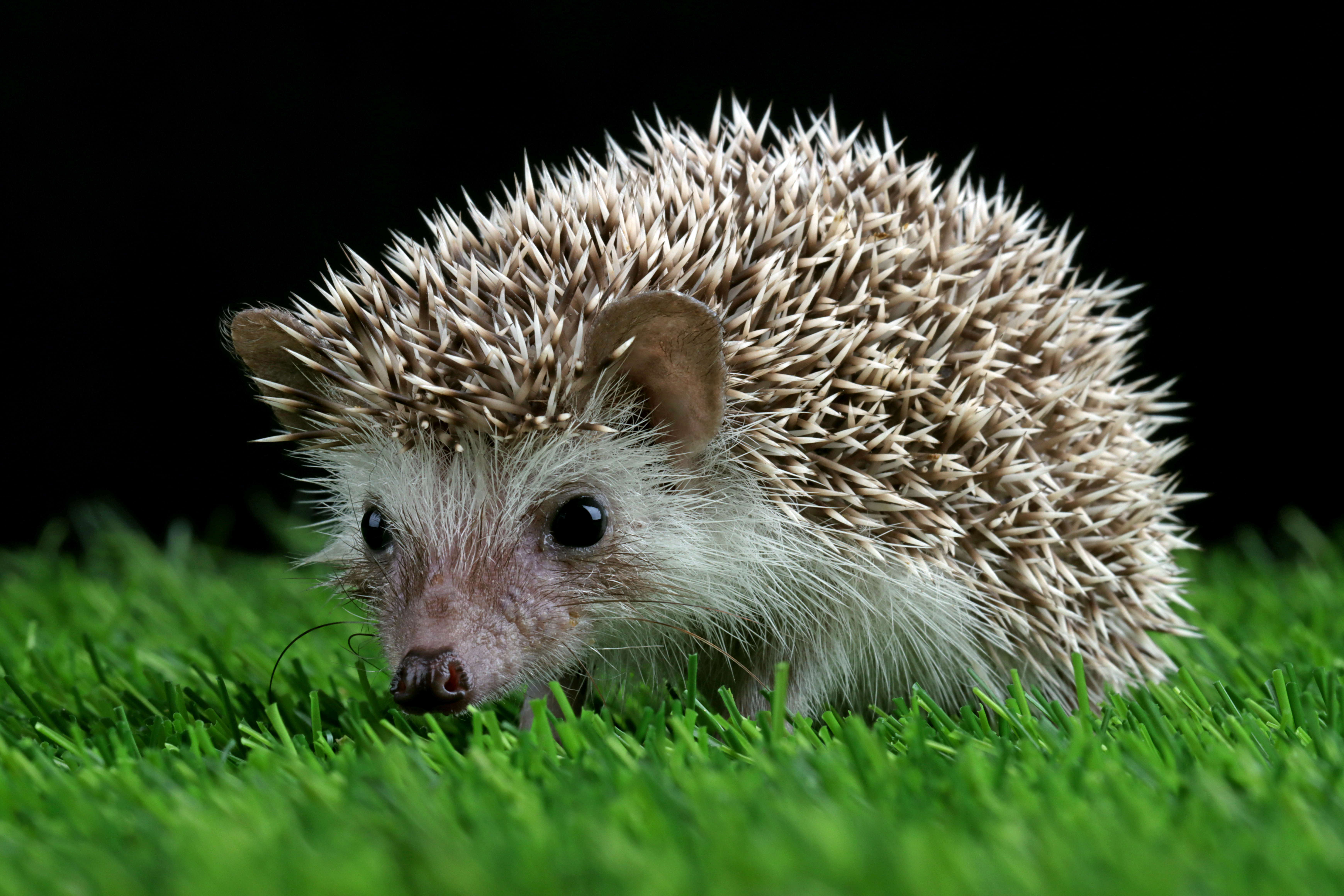 Igel im Herbstlaub Paderborn OWL Hilfe Tierarzt Kleintierpraxis Kornat