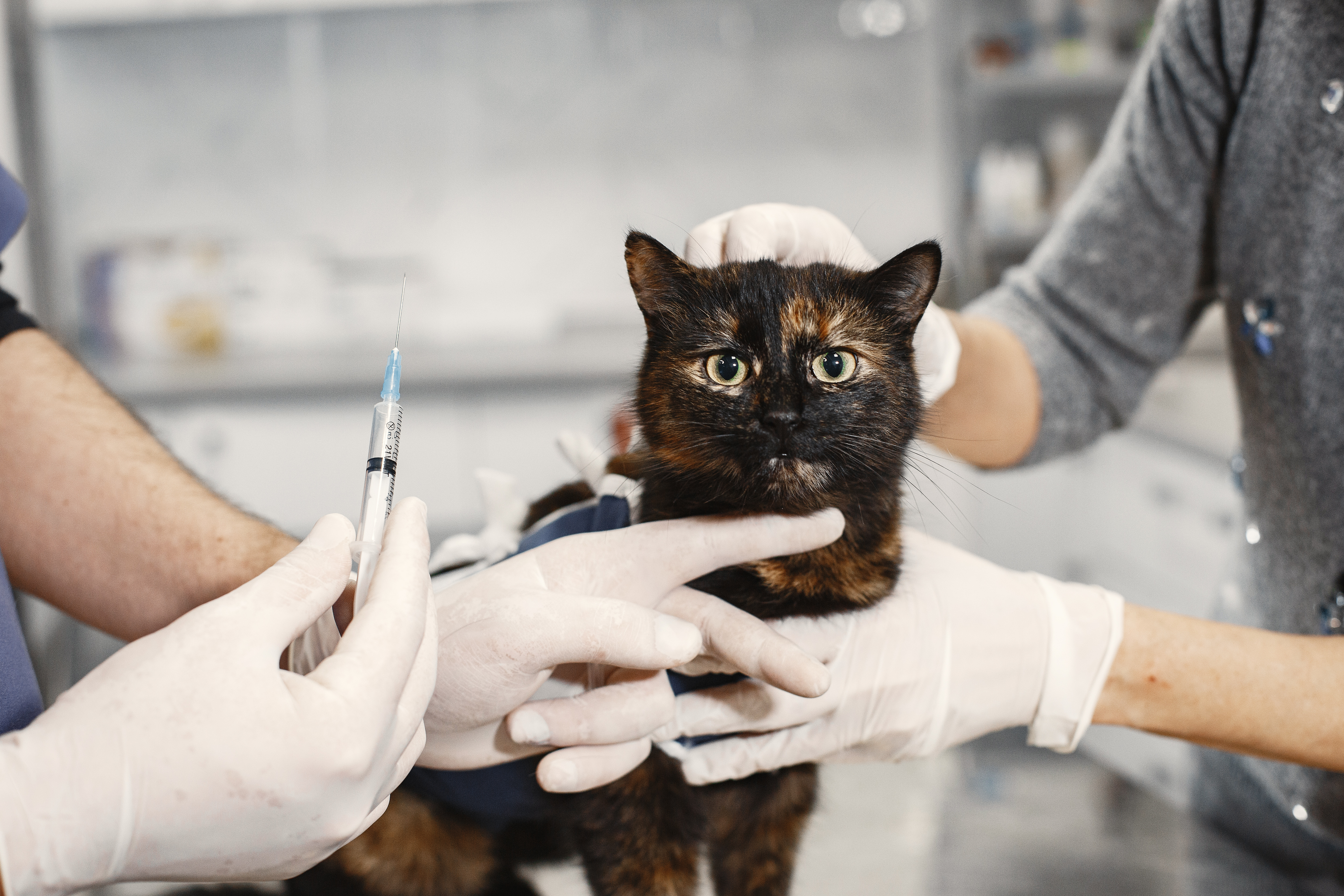 Kastration bei der Katze Kater Kätzin Tierarzt Paderborn