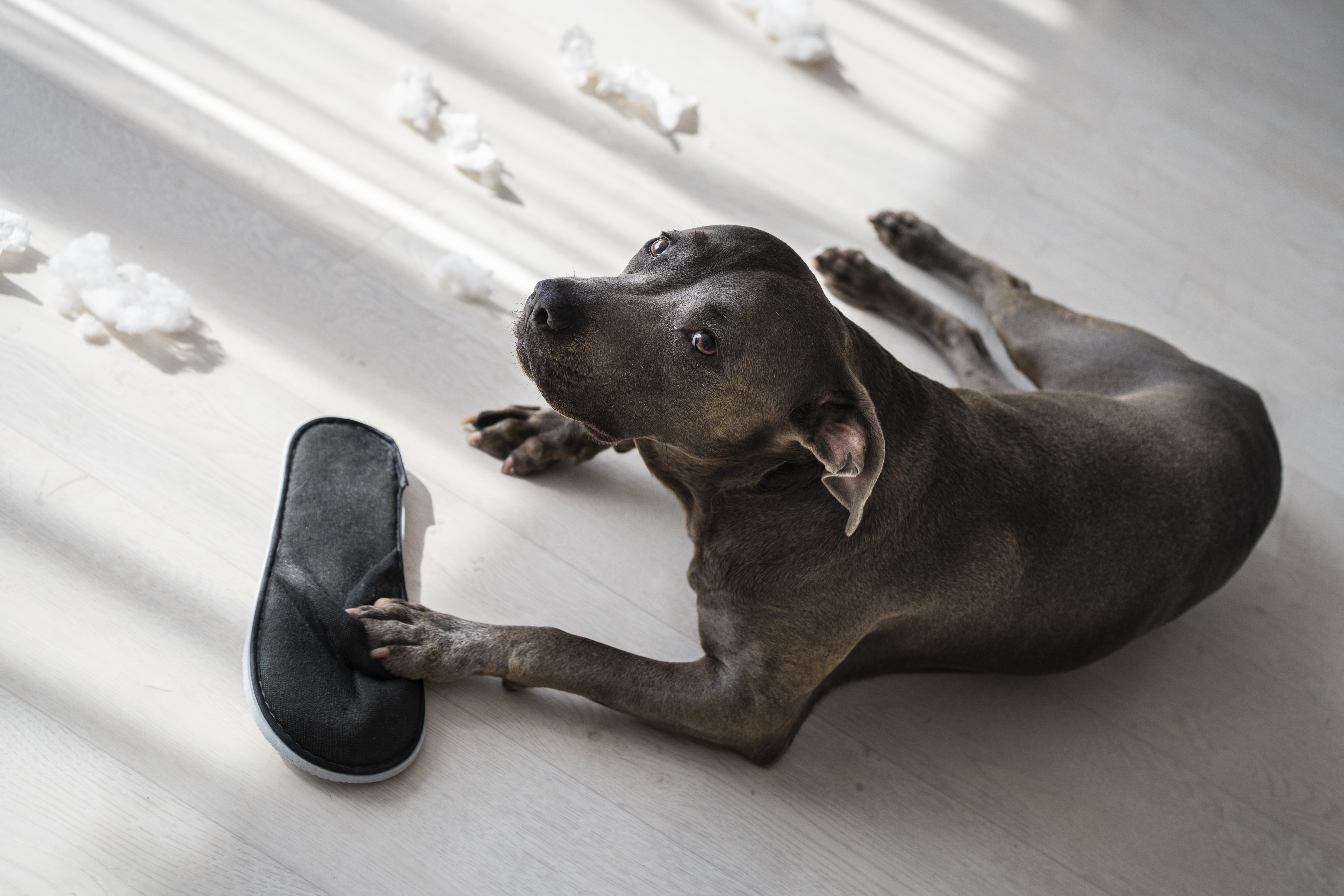 Magendrehung beim Hund Notfall Symptome Tierarzt Paderborn