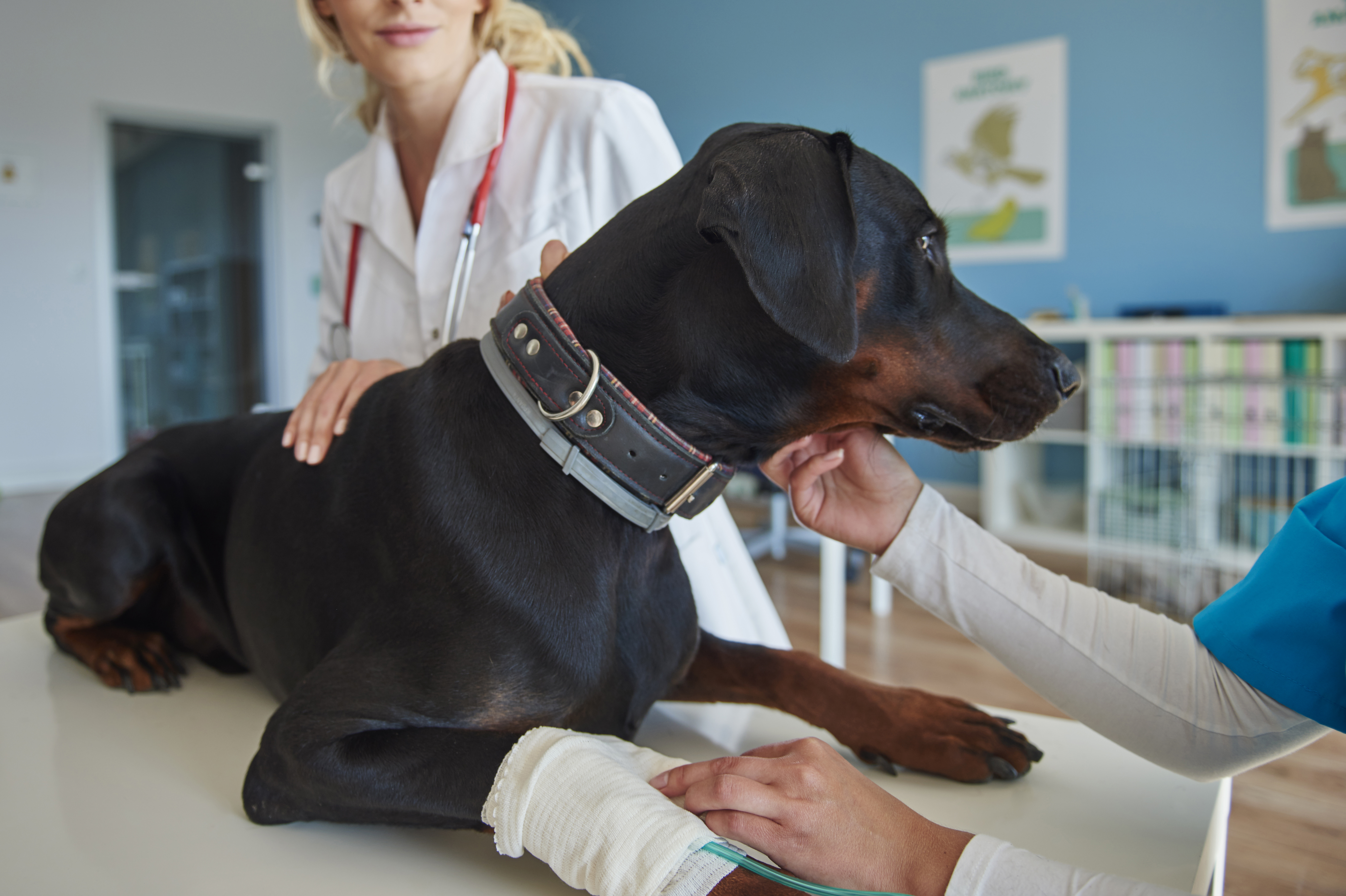 Pankreatitis beim Hund Bauchspeicheldrüsenentzündung Symptome Behandlung Tierarzt Paderborn