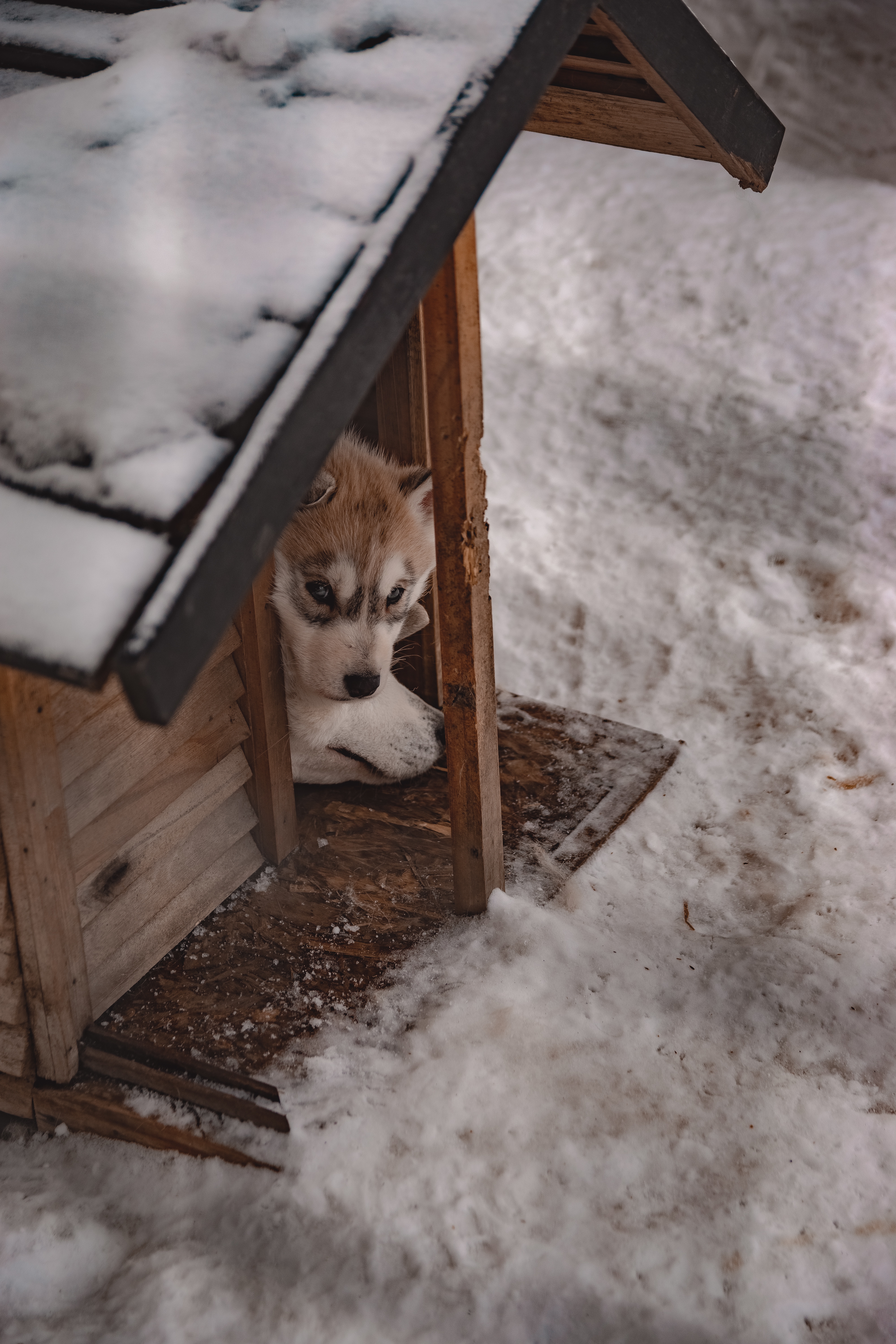 Hund im Winter - Januar Gefahren Paderborn
